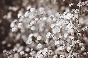 White flowers and bees