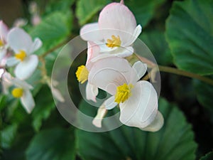 White flowers of begonias