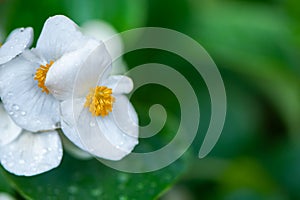 White  flowers begonias macro, spring-summer decorative flowers flowers,