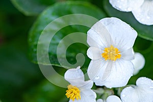 White  flowers begonias macro, spring-summer decorative flowers flowers, space for text