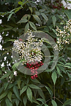 White flowers of Nandina domestica shrub