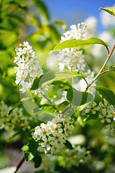 White flowers of bird cherry on a background of green leaves in spring
