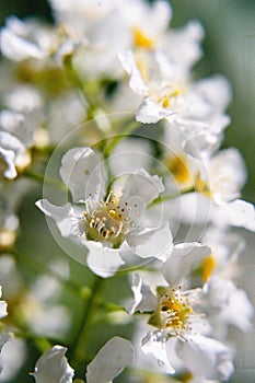 White flowers of bird cherry close-up on a blurred background.