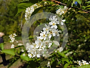 White flowers of bird cherry in the foreground, against the background of green leaves of trees