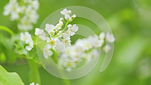 White flowers of bird cherry or rosaceae. This is a cherry variety. Spring blooming. Slow motion. photo