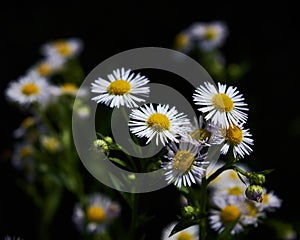 White flowers with black background