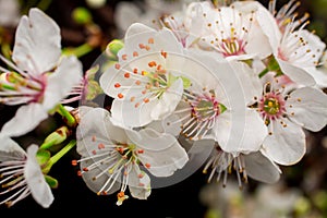 White flowers on black background