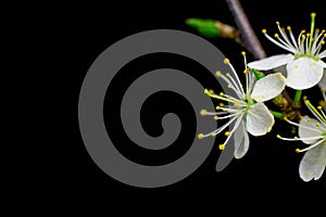 white flowers on black background