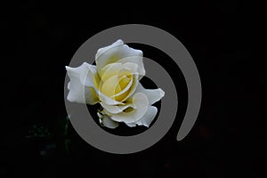 White flowers and black background constitute a beautiful picture