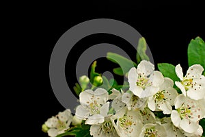 White flowers on black background  Happy birthday