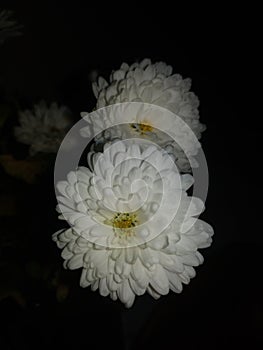 White flowers and black background photo
