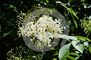 White Flowers Of The Black Elder Sambucus
