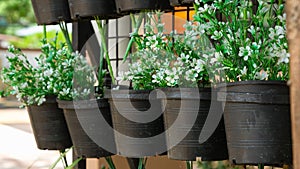 White flowers in black plastic flowerpots.