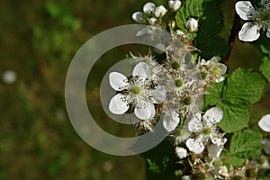 The white flowers of blackberry (Rubus fruticosus) in the orchard at early summer