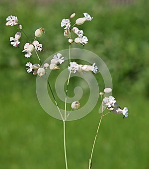 White flowers of bladder campion or maidenstears, Silene vulgaris