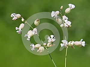 White flowers of bladder campion or maidenstears, Silene vulgaris