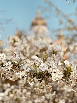 White Flowers bloom anew in the center of Ukraine each spring