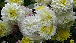 White Flowers That Bloom in August, September, Autumn. Two-toned white and yellow chrysanthemums.