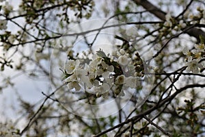 White flowers bloom on cherry plum tree in spring garden