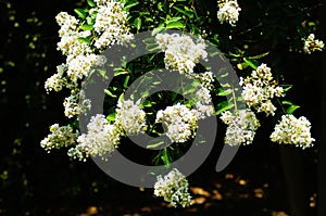 White Flowers in Bloom of a Crepe Myrtle