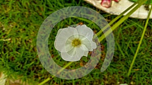 White flowers that bloom and green grass background.