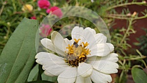 The white flowers that bloom in the morning are overrun by insects