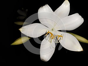 white flowers that bloom at night