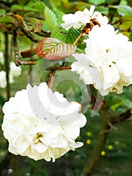White flowers, in bloom, Summer, Botanic, Gardens, Ireland, Dublin, nature