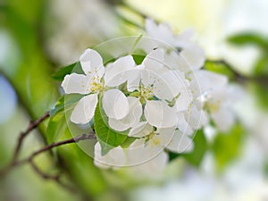 White flowers blooming