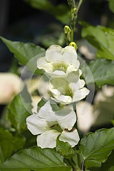 White flowers are blooming.