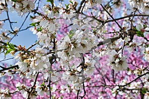 White flowers of a blooming almond tree in early spring