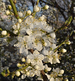 White flowers and blooming buds on the branches abundantly  blossoming plum