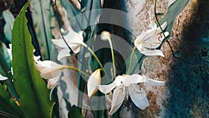 White flowers that are blooming can amaze our eyes