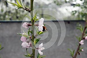 White flowers blooming fruit trees in spring close-up with blurred background