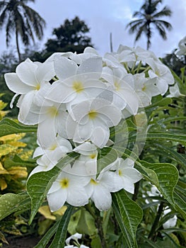 White flowers blooming in a garden