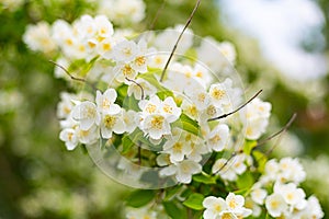 White flowers blooming jasmine bush bush closeup background flora spring design