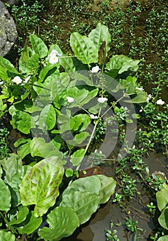 White flowers blooming from the water jasmine leaves growing in the pond beautifully