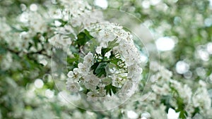 White flowers of bloomy hawthorn on a spring garden tree branch.