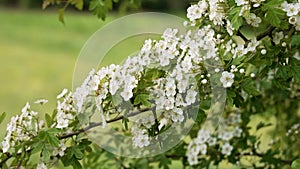 White flowers of bloomy hawthorn on a spring tree branch