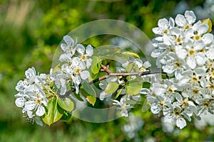 White flowers blossom of bearberry Cotoneaster Cotoneaster dammeri creeping shrub at early Spring, Germany, closeup, details