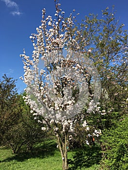 White flowers on the branches of japanese flowering cherry