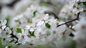 White flowers blossom on sakura tree at springtime. Cherry tree blooming