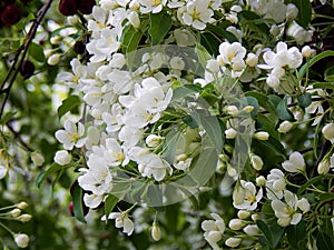 White flowers of a blossoming apple tree