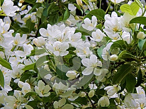 White flowers of a blossoming apple tree