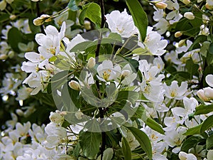 White flowers of a blossoming apple tree
