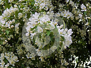 White flowers of a blossoming apple tree