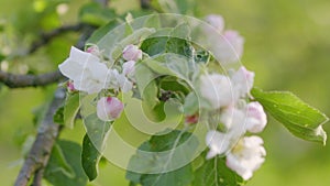 White flowers of a blossoming apple tree. Apple tree flower in garden. Orchard.