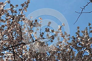 White flowers blossoming on the branch of wild tree