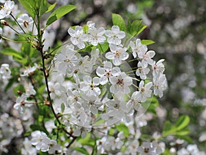 White flowers blossoming cherry orchard