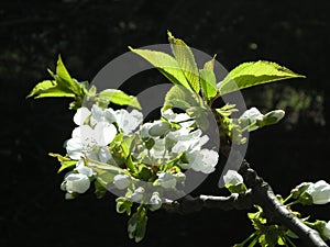 White flowers of blossoming cherry tree